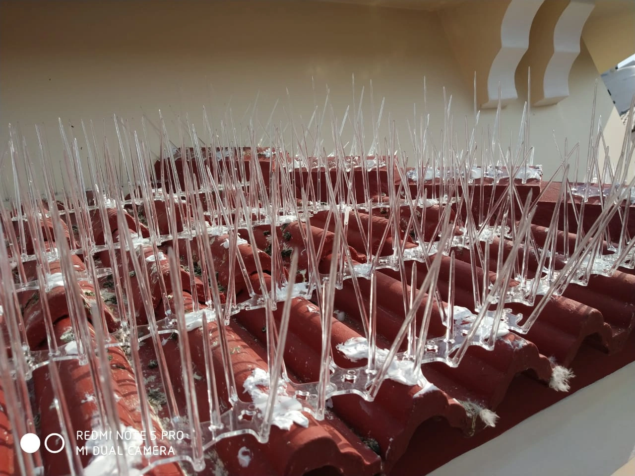 Bird Spikes Installation in Hyderabad